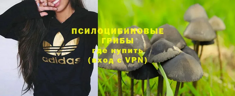 Галлюциногенные грибы Psilocybe  Стрежевой 